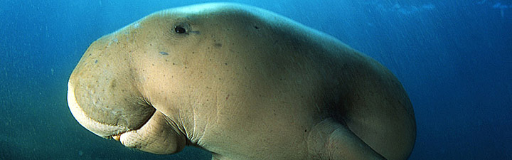 dugongo aldabra seychelles